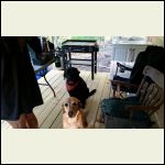 The pups The pups