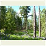 Lupines blooming