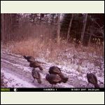 turkeys.jpg turkeys.jpg