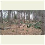 Red pine plantation thinned out. Red pine plantation thinned out.