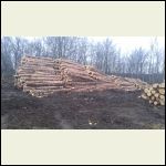 Red pine cull piles Red pine cull piles