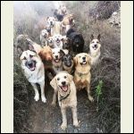 doggie_heaven.jpg