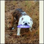 Gadget stealing frisbee at cabin