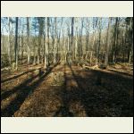trees_and_layout.jpg trees_and_layout.jpg