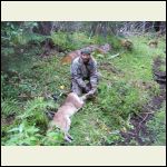 mountain lion mountain lion