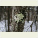 Winter Lichens