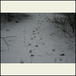 Woodland Tracks