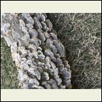 Turkey tail