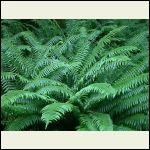 Sword Fern