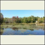 View from the far side of the beaver pond