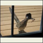 Roadrunner Visits