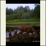 Deer