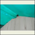 Wasps abound