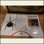 Spider display card