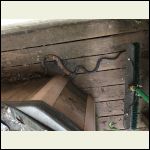 Black rat snake