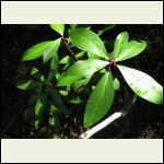 Native Tasmanian pepper tree...we have hundreds