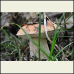 King Porcini "Cep Boletus" Mushroom