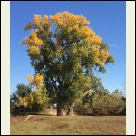 Fall_Cottonwoods_1.P.png