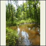 A small beaver pond on the property