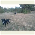 Dogs  at the cabin