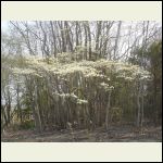 Dogwoods Blooming