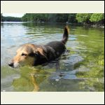 Sparky enjoys a good swim