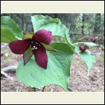 Trillium