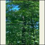 Barred owl keeping an eye on us