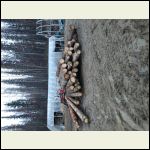 Pile of Logs for Lumber