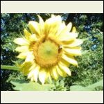 lisas_sunflowers2009.jpg