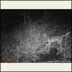 Coyote critic