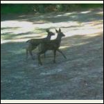 IMG_4974.jpeg