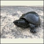 Eastern Musk Turtle