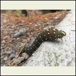 Imperial Moth Caterpillar