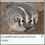 Adult Female Badger