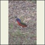 adolescent male painted bunting adolescent male painted bunting