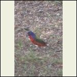 adolescent male painted bunting