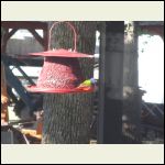 adult male painted bunting