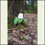 White Trillium