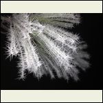 Hoary Frost on Ponderosa pine needles