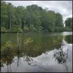 Geese on the pond