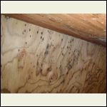 moldy plywood subfloor