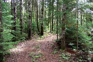 Small Cabin Building - Site Plan - Curved Driveway Picture