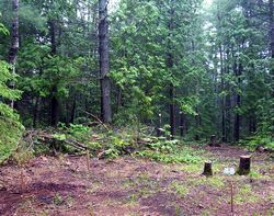 Small Cabin Property Cleared